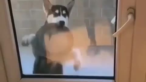 Have you seen your dog dancing like this cutie?😏💞