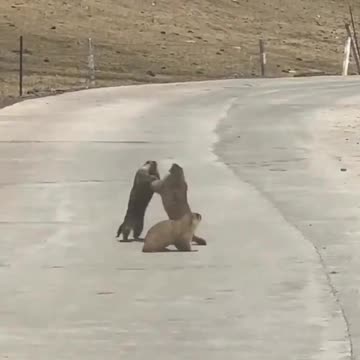 Animal Street Brawl!