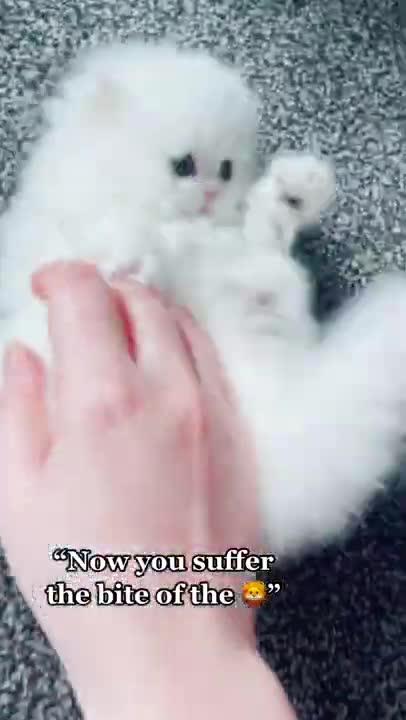 Funny Cats and Kittens Meowing Compilation