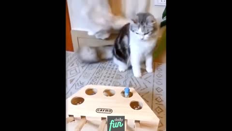 Funny Cat - Daily Fun