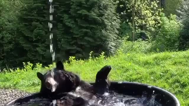 video of bear relaxing in the bathtub, curious video of bear taking a bath