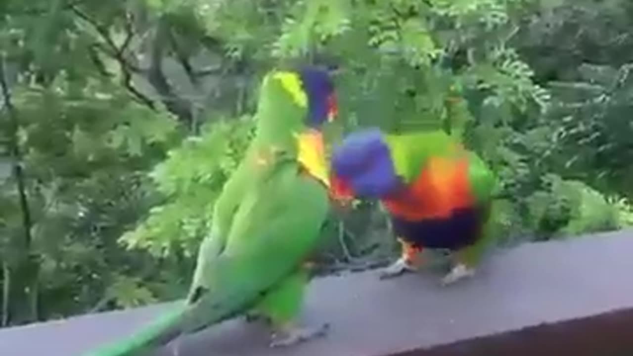 Love of two beautiful parrots #shorts #viral #shortsvideo #video