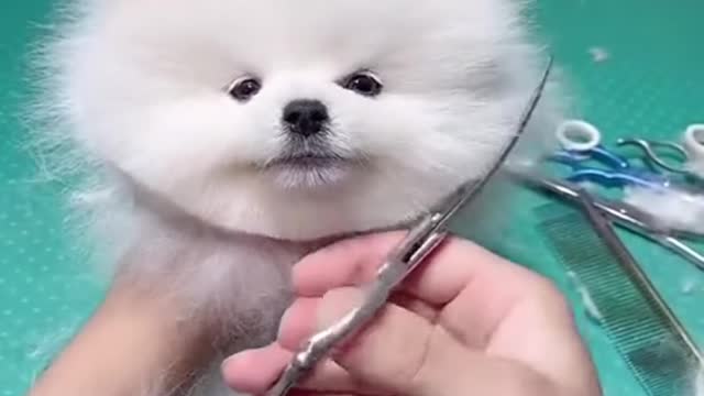 Cute and funny doge video