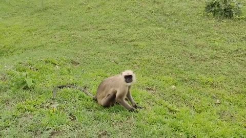 Cute Funny Monkey