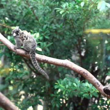 Nature and Wildlife 35