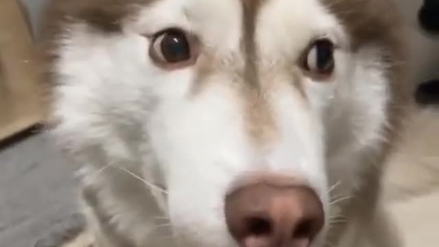 Cute Husky dog funny video