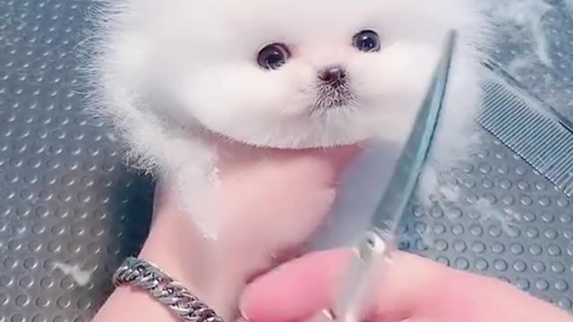 Funny Animal Videos 2022 😂 - Funniest Dogs And Cats Videos 😺😍