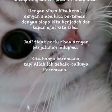 Cute Kitten Funny Kitten