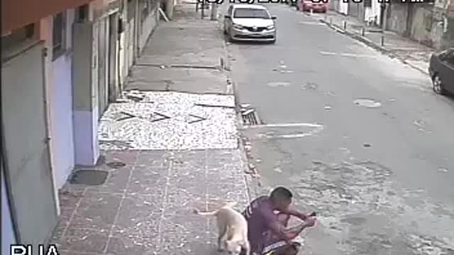 dog pissing on man's back