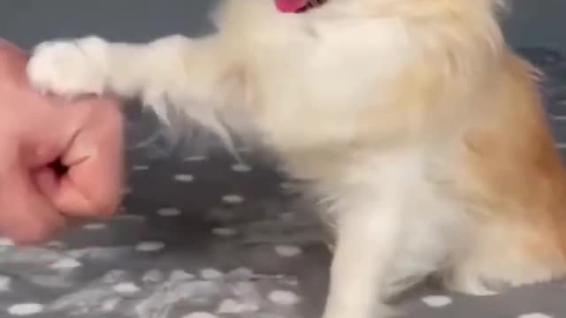 Top Funny Cute Dog Videos and TIKTOK Compilation