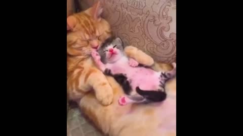 Cute cat and kitten 're dozy