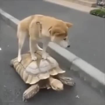 Here We Go! Good Night California!