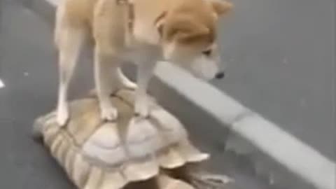 Here We Go! Good Night California!