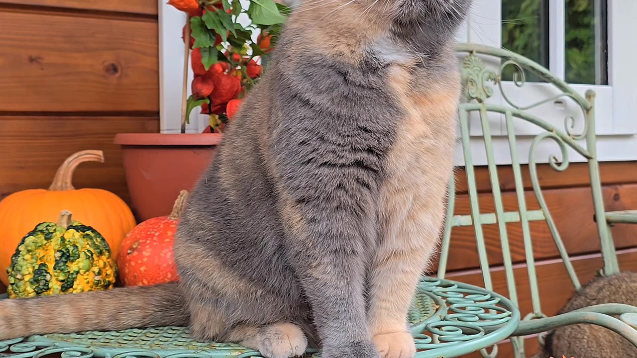 Domino Cat Watches Birds in the Garden