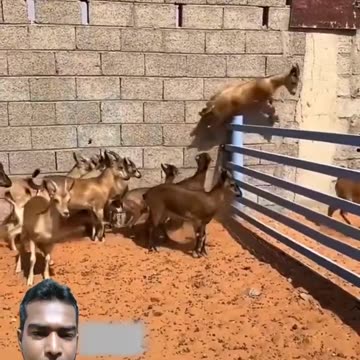 The extraordinary leap of the goat
