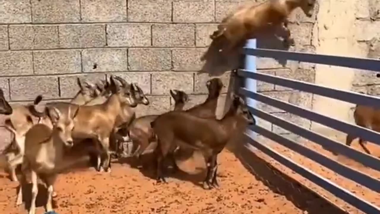 The extraordinary leap of the goat