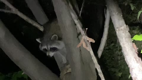 Raccoon in the tree