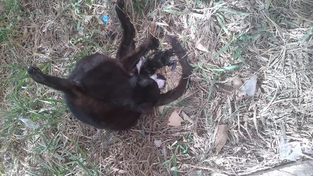 My cat gives birth