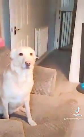 It turns out that dogs are also afraid of the cold