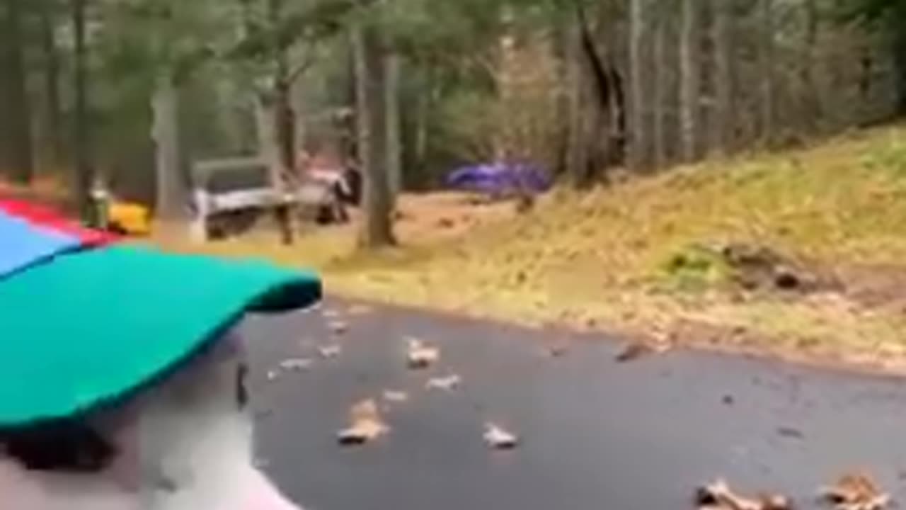 funny animals