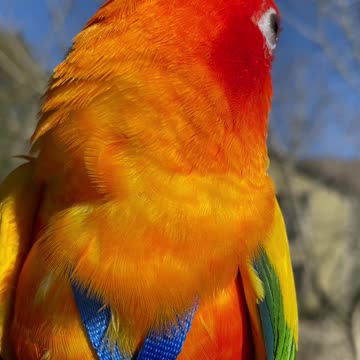 Parrot dances because he's outside