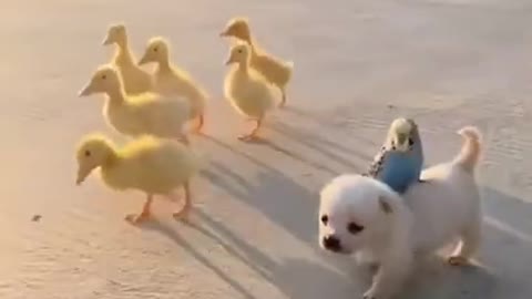 Cute puppy thinks he is a duck!