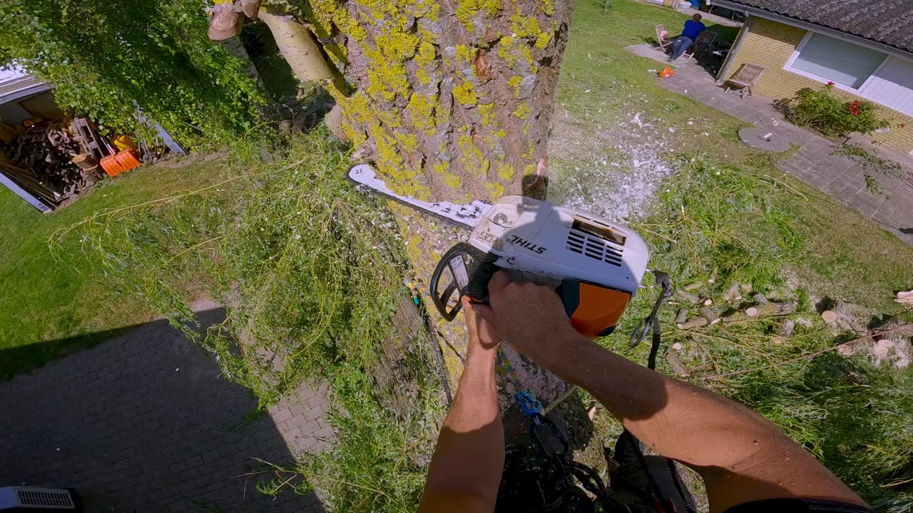 Climbing and Cutting Birch and Willow