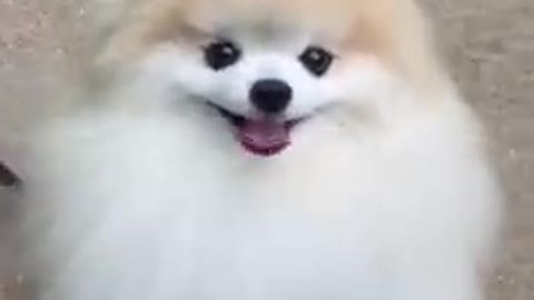 Dog funny