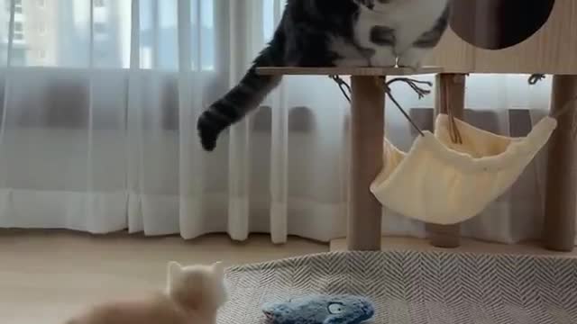 OMG So Very Cute Cats💞 Best Funny Cats Video 2021 #4