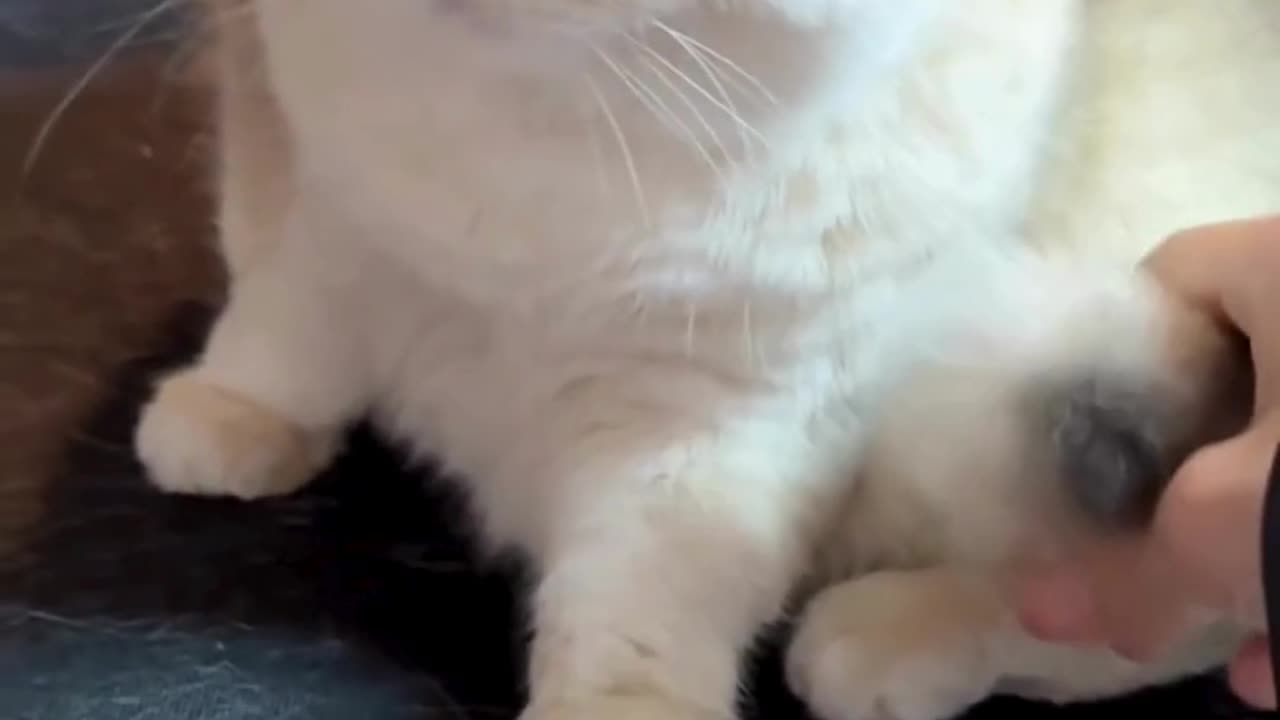 Cute and Funny Cats Videos Compilation 😂😂😍😍