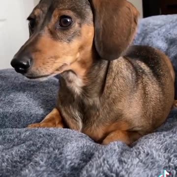 Pretend you're on a phone call but use your dog's favorite words