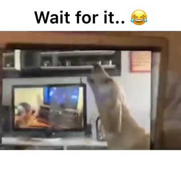 DogCeption at its finest. AAAAAHHHHHHHHH