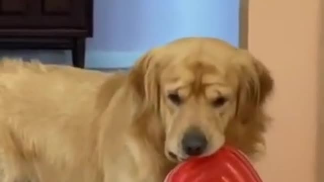 Golden Retriever - funny video 2021!