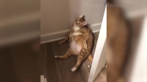 Chubby Cat Is Chilling