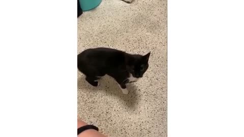 Funny cat 😽 vs Gun 🔫 - Funny Animals 😂 playing dead on finger shot Compilation