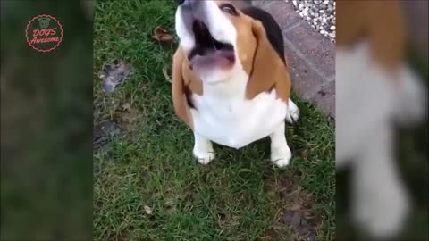 Beagle Cute Animals # 01