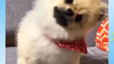 Baby Dogs Cute and Funny Dog Videos Compilation