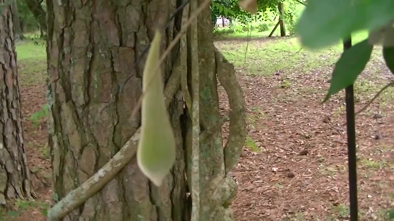 Giant Wisteria wrapping around and Choking Pine Tree