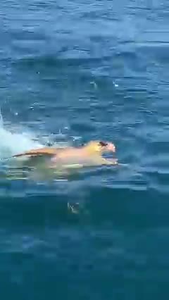Turtle in the battle for its life against a tiger shark off KZN South Coast