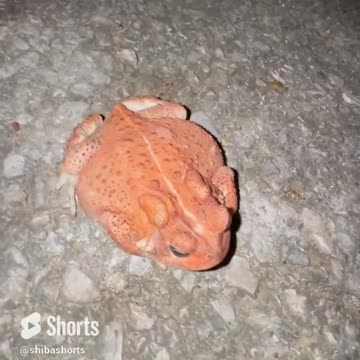 is this a republican toad?