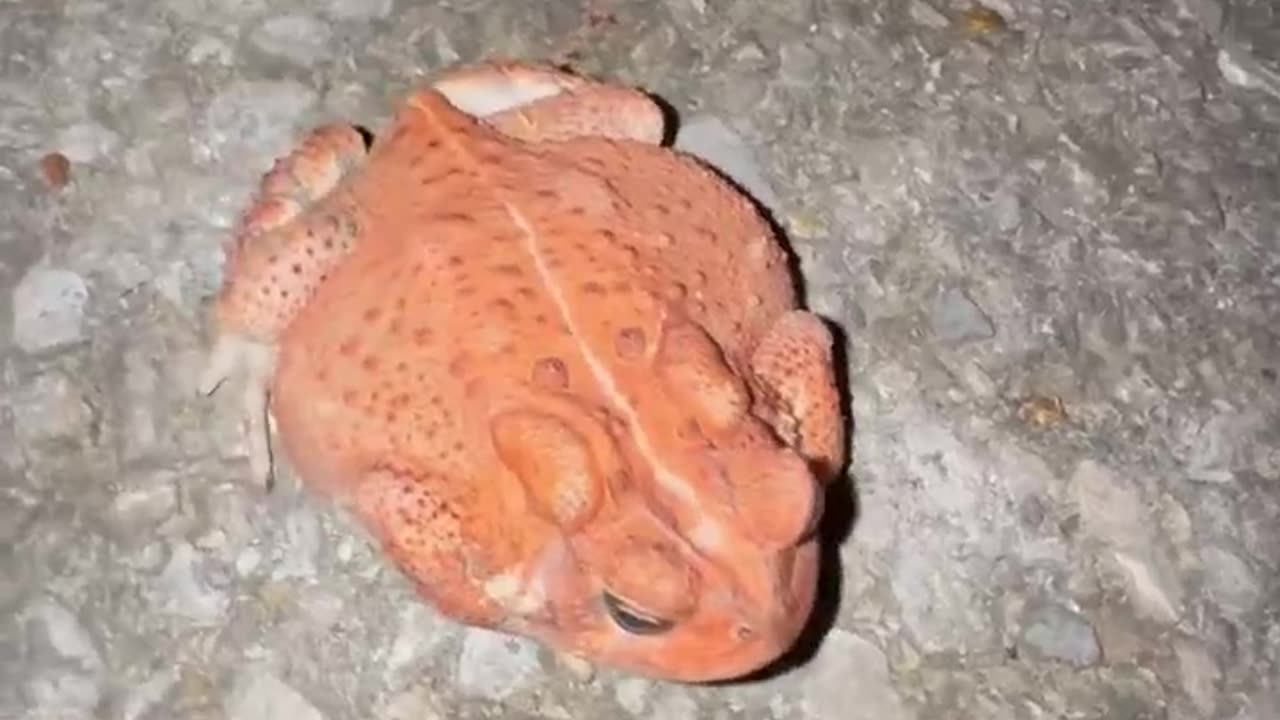 is this a republican toad?