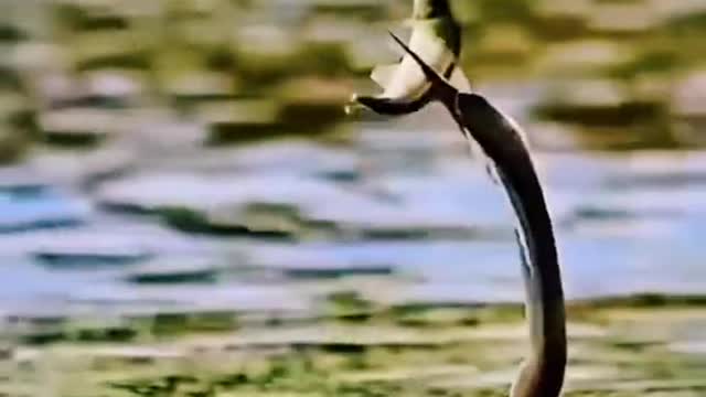 Fantastic Animals