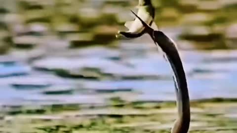 Fantastic Animals