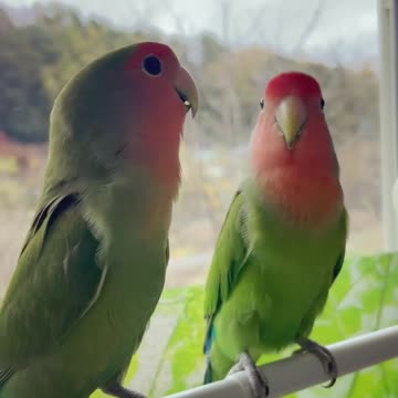 A parrot talking to his friend