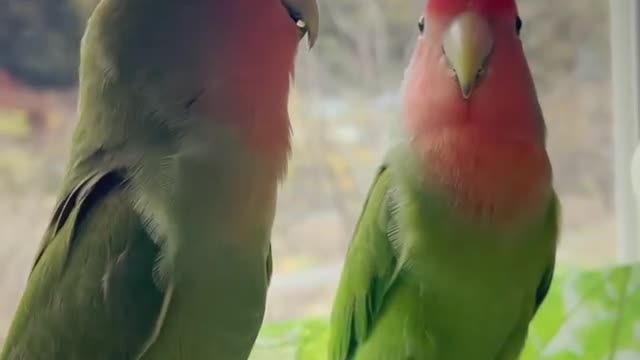 A parrot talking to his friend