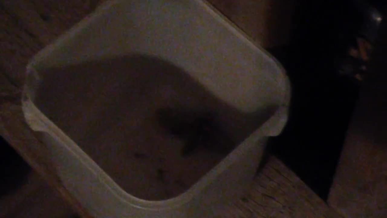 Massive Moth stuck in a bucket