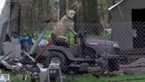 Really dog can ride vehicle, watch the video to know everything