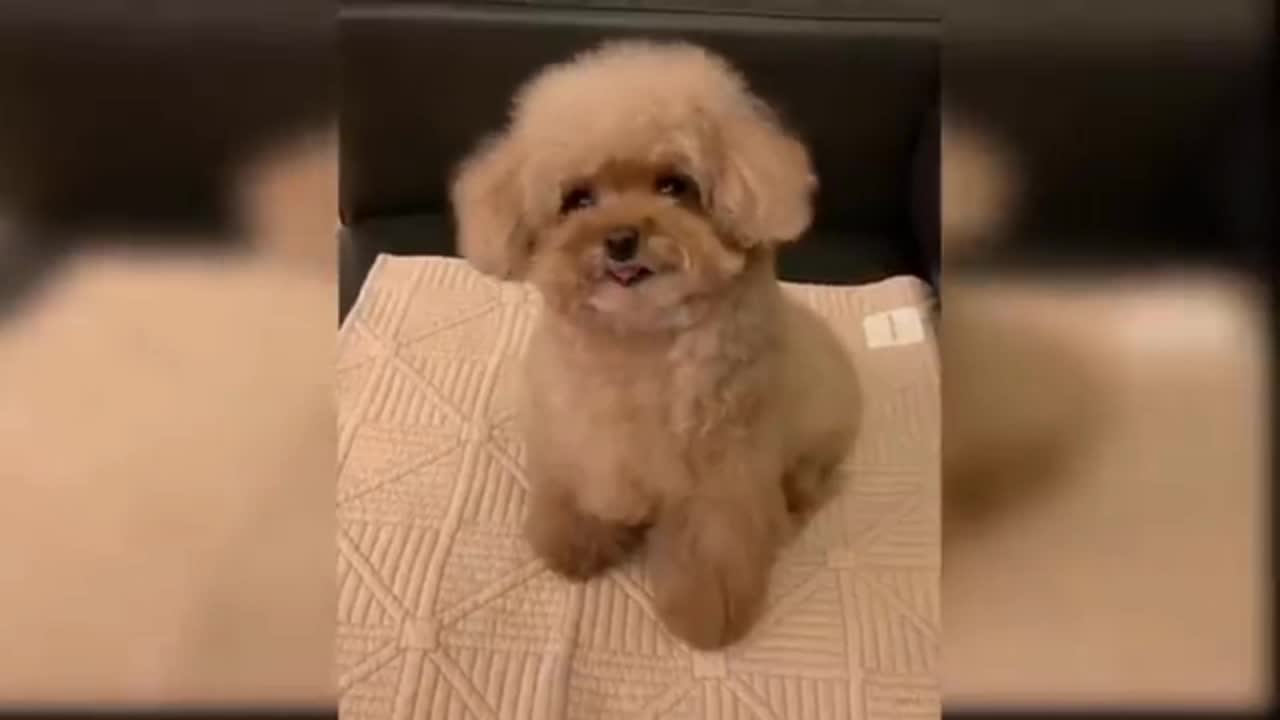 Baby Dogs - Cute and Funny Dog Videos Compilation | Aww Animals 2022