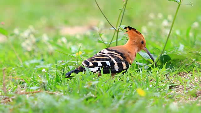 Hoopoe epops