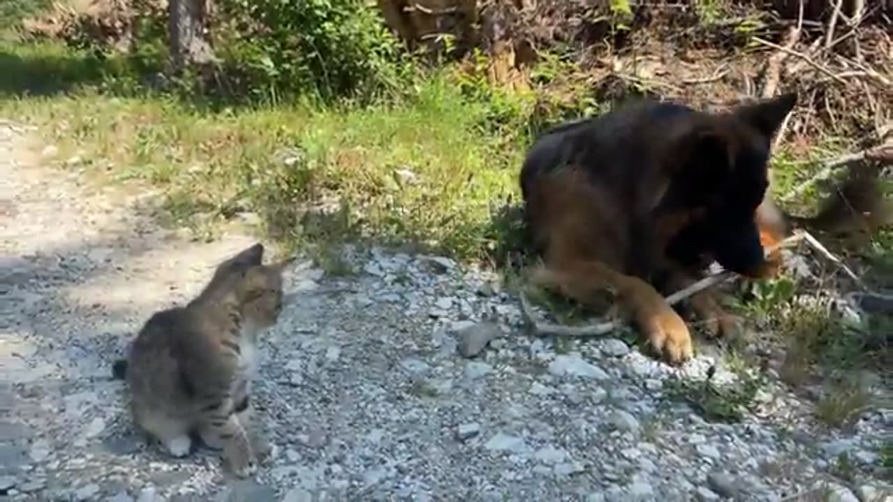 Foster Kitten Raised By Dogs Starts Acting Like A Puppy